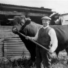 Farmer Parnham with his Lincoln Red bull